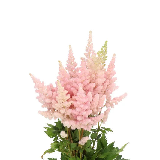 Astilbe Visions Pink 2g