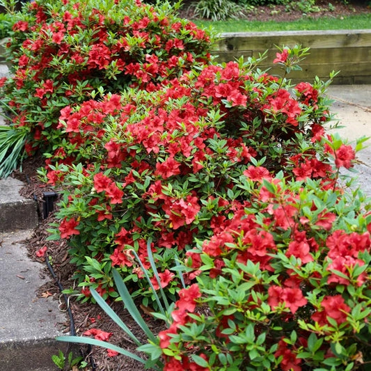 Azalea Hershey Red - 3 Gal