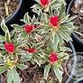Azalea Silver Sword 3 Gal