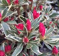Azalea Silver Sword 3 Gal