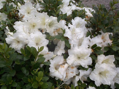 Azalea Perfecto Mundo Dbl White PW 3g