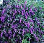 Buddleia Black Knight