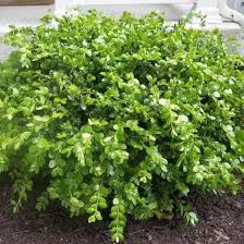 Boxwood Winter Gem - 3 Gal