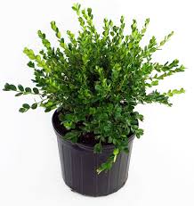 Boxwood Winter Gem - 3 Gal