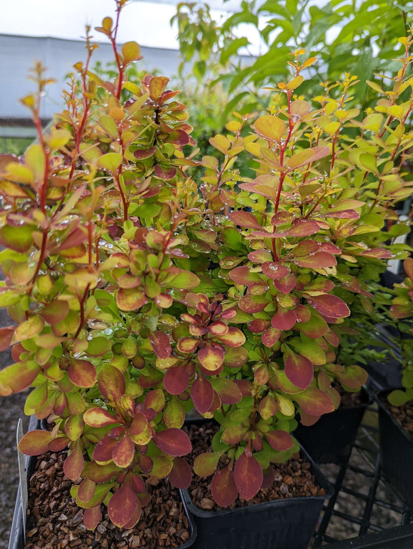 Barberry Orange Torch