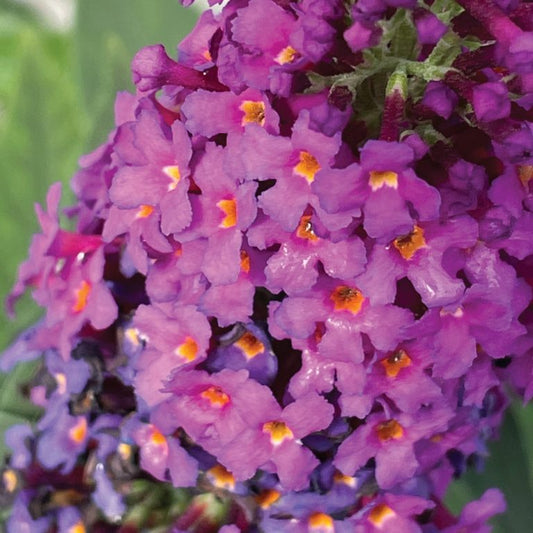 Buddleia Birthday Cake™ Butterfly Bush – 3 Gallon