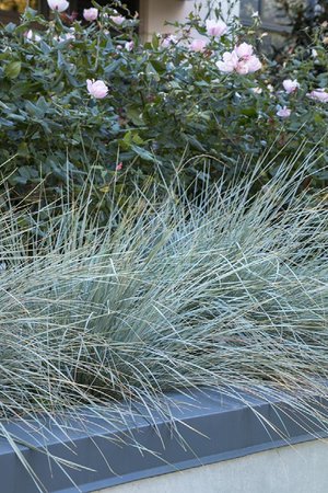 Blue Lyme Grass (Leymus arenarius 'Blue Dune') – 3 Gallon