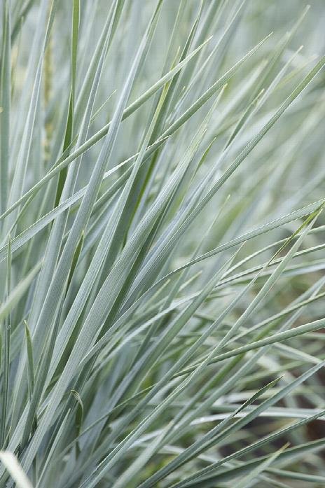 Blue Lyme Grass (Leymus arenarius 'Blue Dune') – 3 Gallon