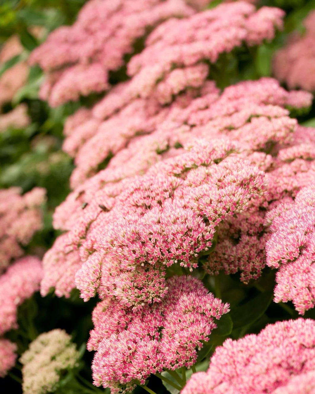Sedum Autumn Fire 2g