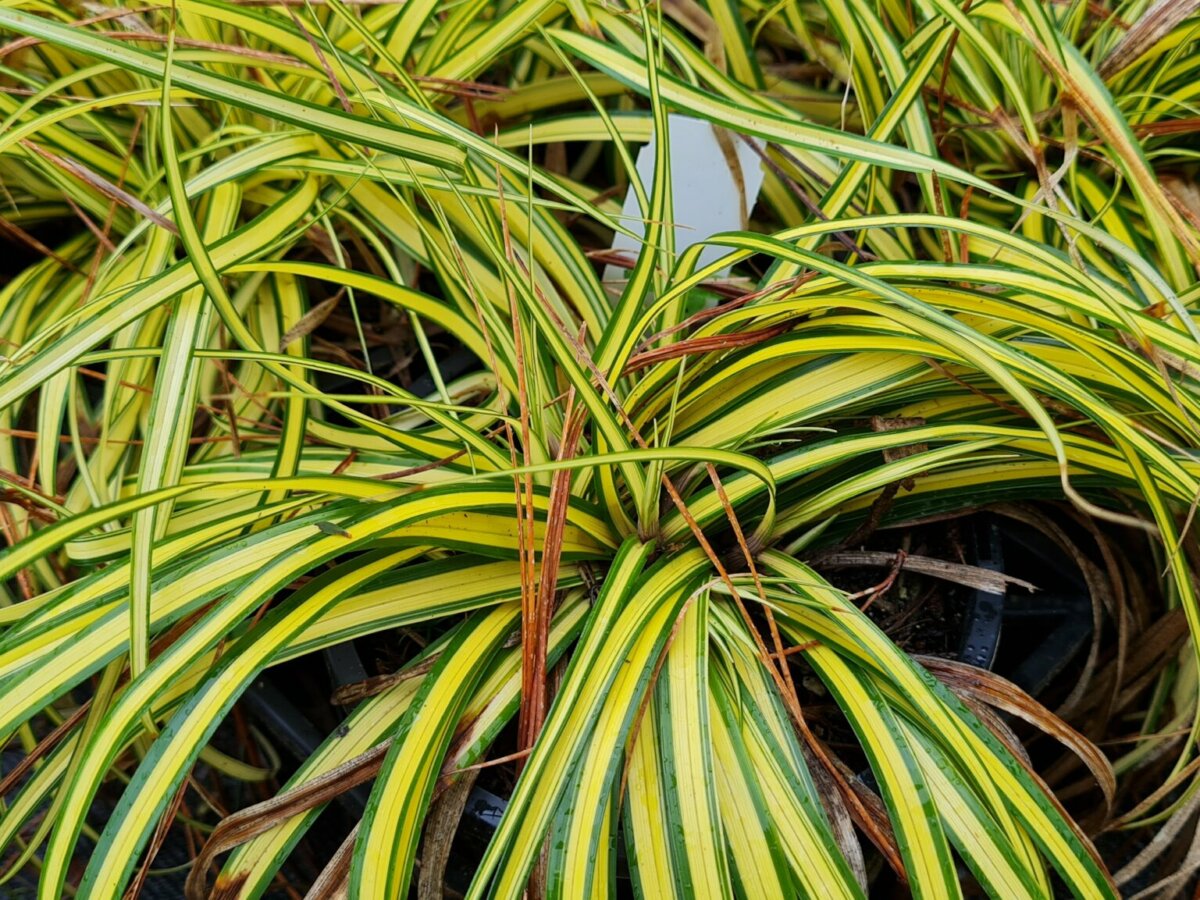 Carex Evergold 3 gal.