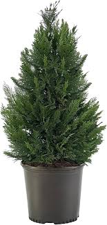 Cypress Green Leyland 3 gal