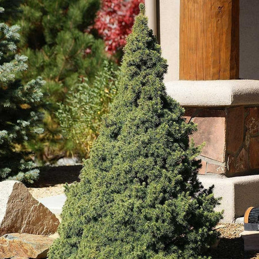 Picea Alberta 3 gal