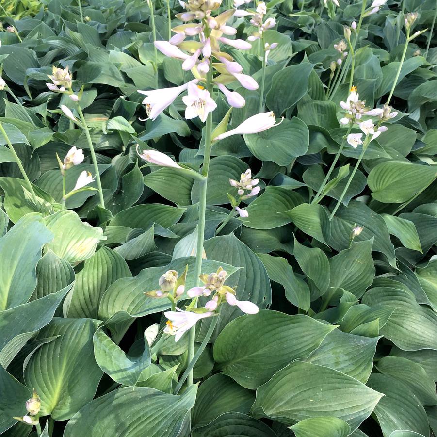 Hosta Blue Angel 2 gal.