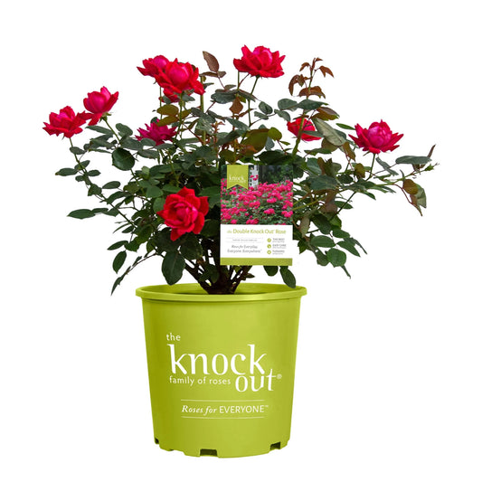 Shrub Rose Double Red Knock Out 3g