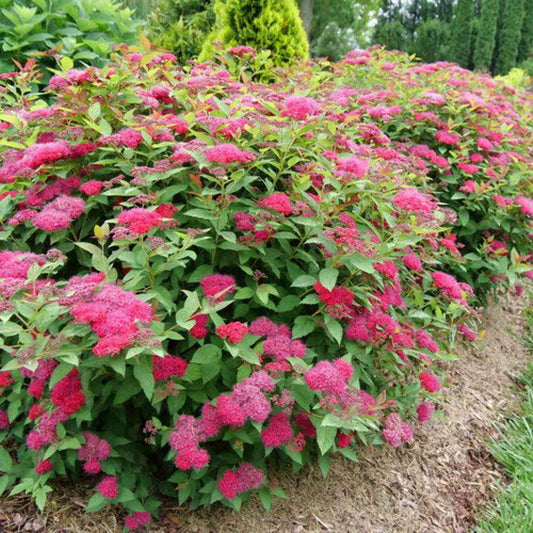 Spirea Double Play Doozie® PW (3 Gallon)