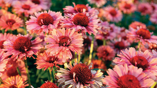 Echinacea Panama Red 2g