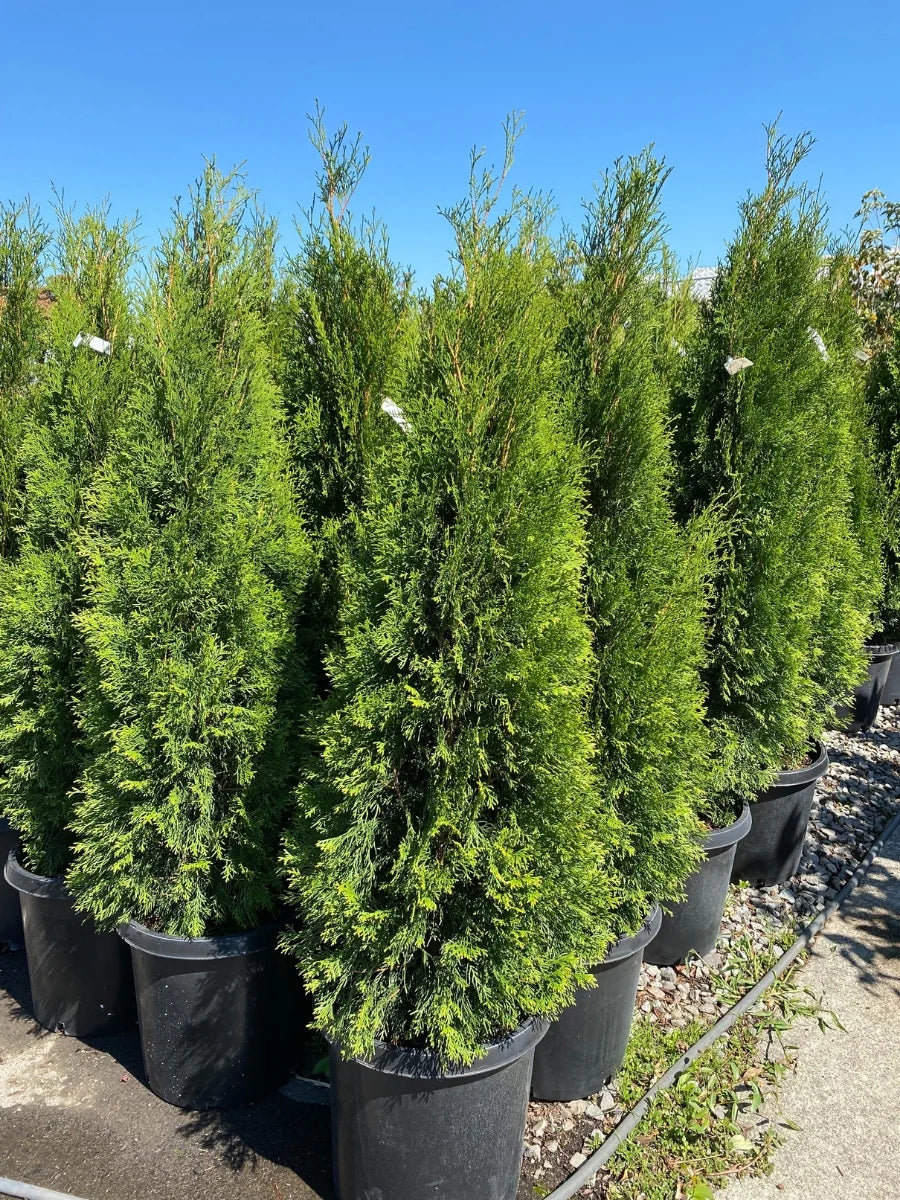 Emerald Green Arborvitae