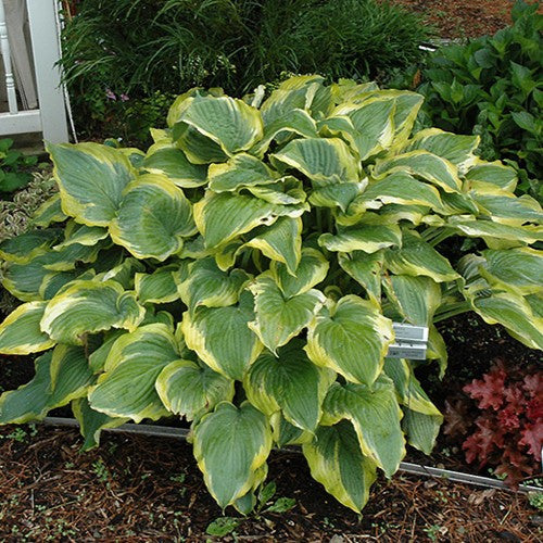 Hosta Captain Kirk 2 gal