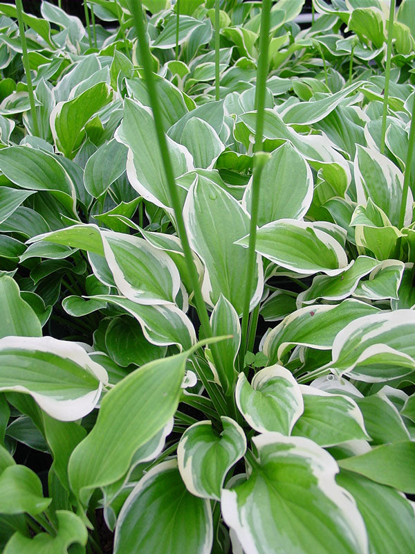 Hosta So Sweet 2gal