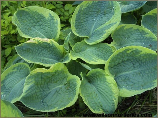 Hosta Frances Williams 2 gal.