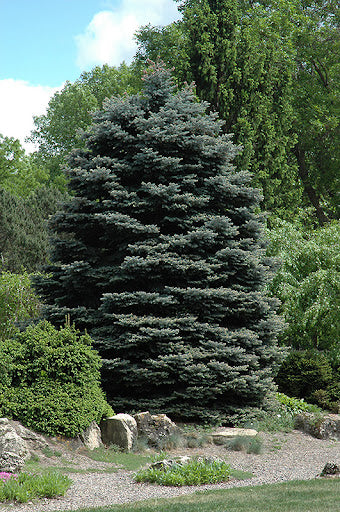 Fat Albert Blue Spruce