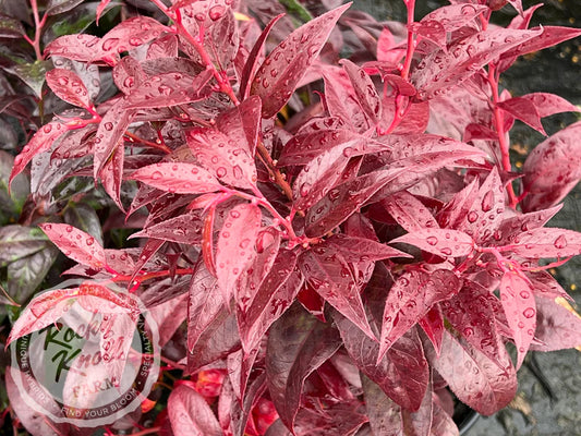 Leucothoe Coast 3 gal