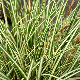 Carex Evergold 3 gal.