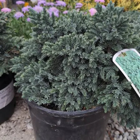 Juniper Blue Star 3 gal