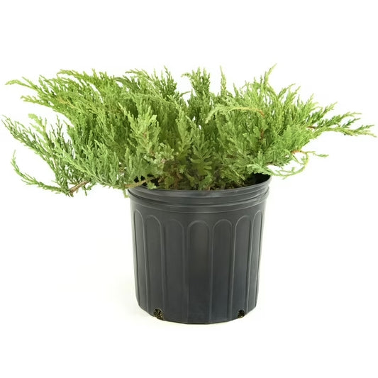 Juniper Green Sargenti 3 gal