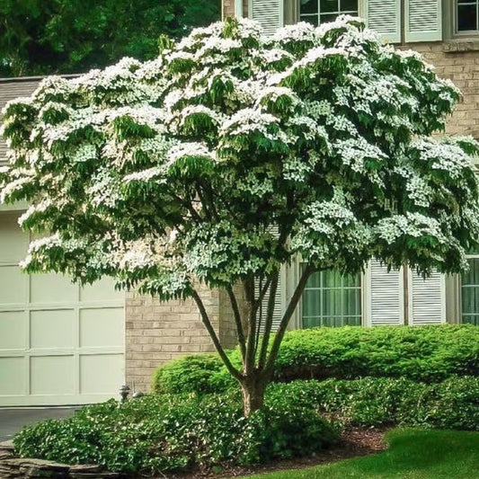 Kousa Dogwood - 8 feet