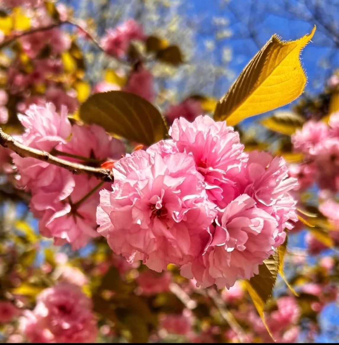 Kwanzan Flowering Cherry Tree