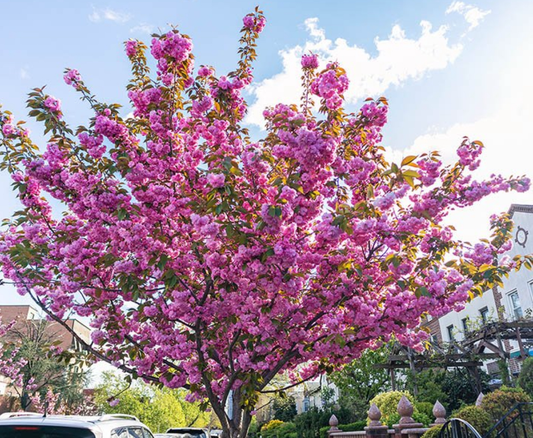 Kwanzan Flowering Cherry Tree