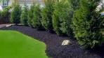 Cypress Variegated Leyland 3 gal.