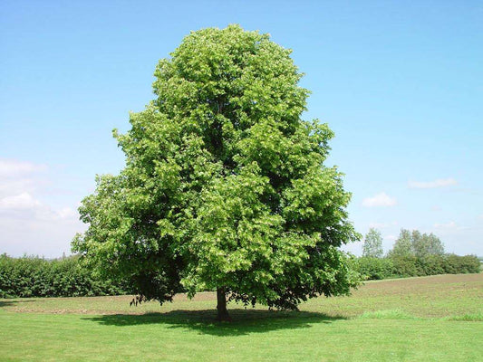 Little Leaf Linden - 2 inch