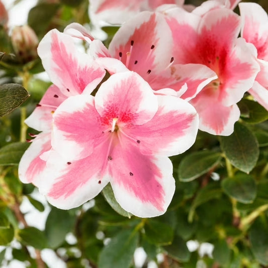 Azalea 'Conversation Piece'  - 2 Gal