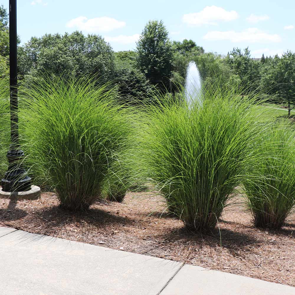 Miscanthus Porcupine 3 gal.