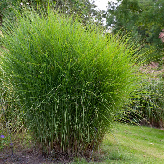 Miscanthus Porcupine 3 gal.