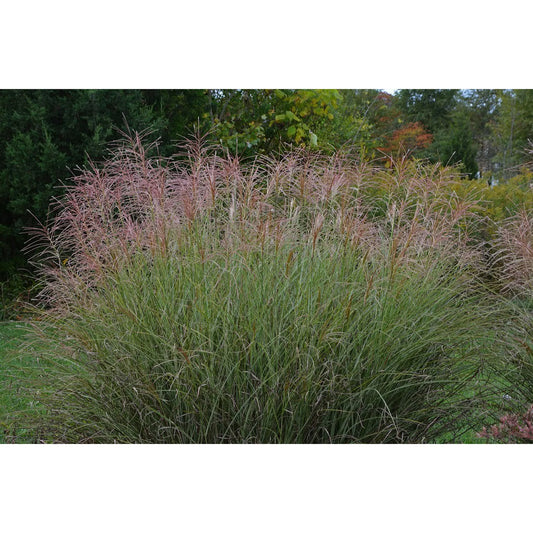 Miscanthus Gracillimus 3 gal.
