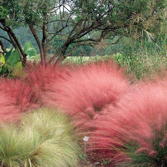 Muhlenbergia capillaris (Pink Muhly Grass) – 3 Gallon