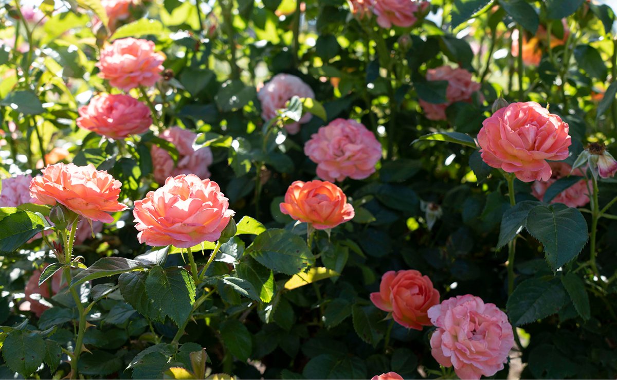 Shrub Rose Orange Glow Knock Out® (3 Gallon)