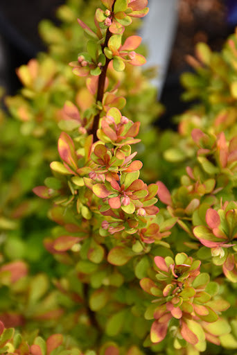 Barberry Orange Torch