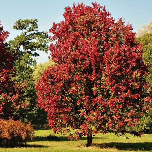 Red Sunset Maple -2/2.5inch