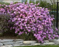 P.J.M. Rhododendron