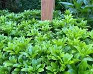 Pachysandra terminalis – Japanese Spurge