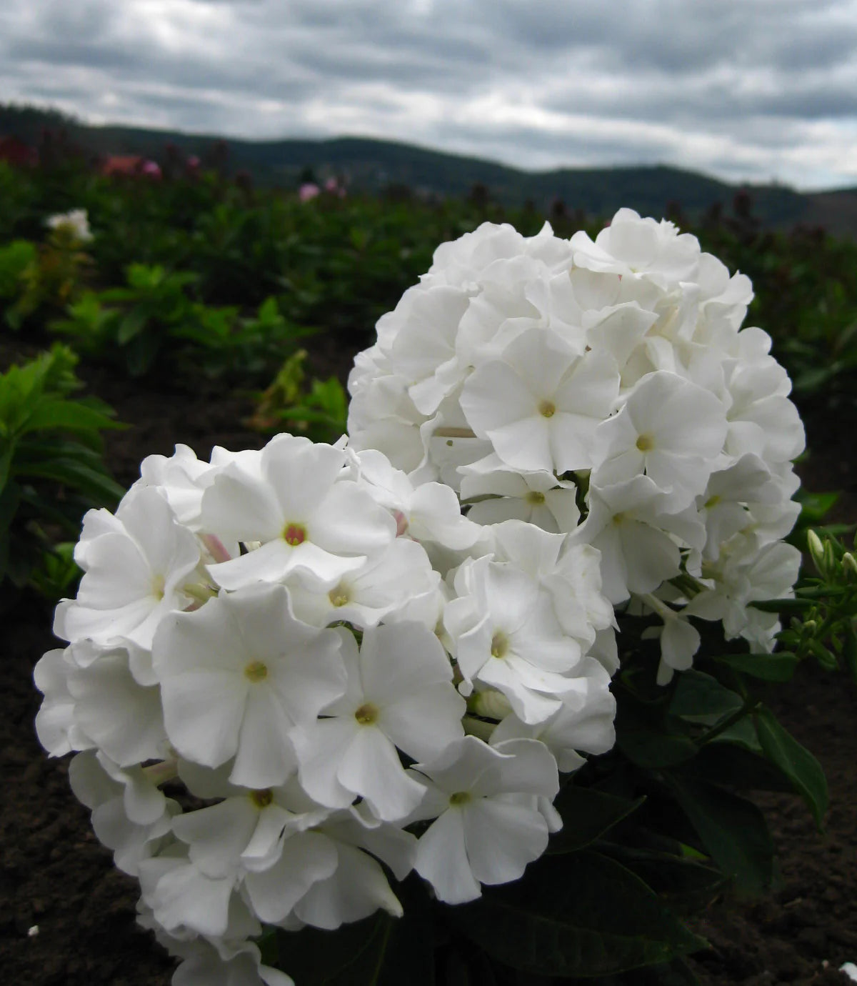 Phlox Flame White 2g