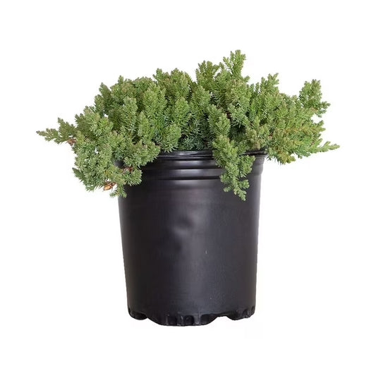 Garden Juniper - Juniper Procumbens Nana - 2 Gal