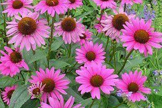 Echinacea Magnus Purple 2gal