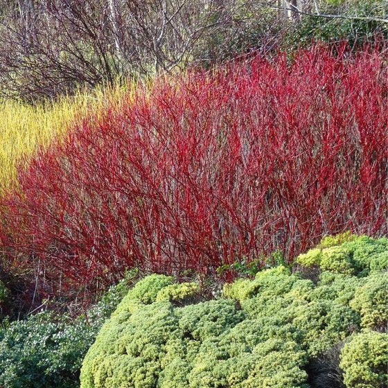 Dogwood Red Twig Baileyi 3g