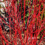 Dogwood Red Twig Baileyi 3g