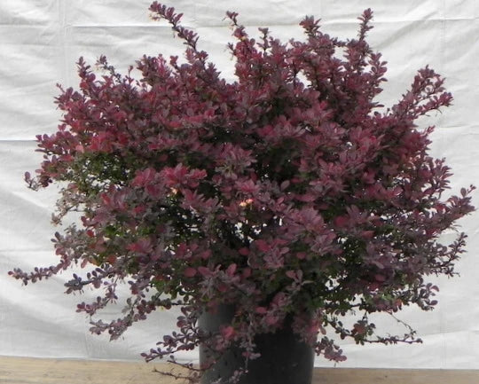 Barberry Royal Burgundy